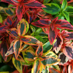 Abelia grandiflora Kaleidoscope