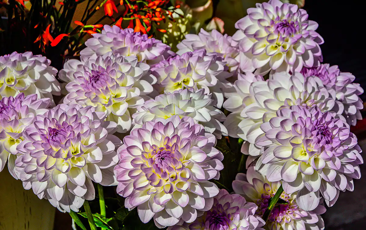 Dahlia 'Eveline'. Image: Adobe Stock