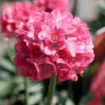 Armeria Dreameria Dreamland