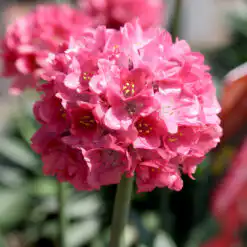 Armeria Dreameria Dreamland