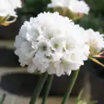 Armeria Dreameria Dream Clouds