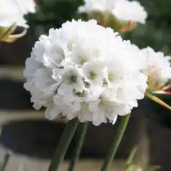 Armeria Dreameria Dream Clouds