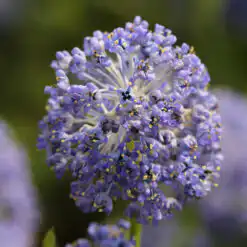 Ceanothus Victoria