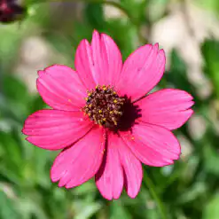 Cosmos Cherry Chocolate