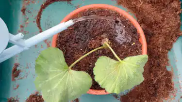 Watering overwintered pelargonium for spring.