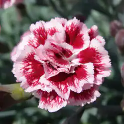 Dianthus Scent First Sugar Plum