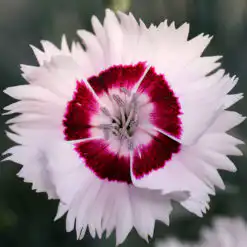 Dianthus Cocktail Series Cherry Daiquiri