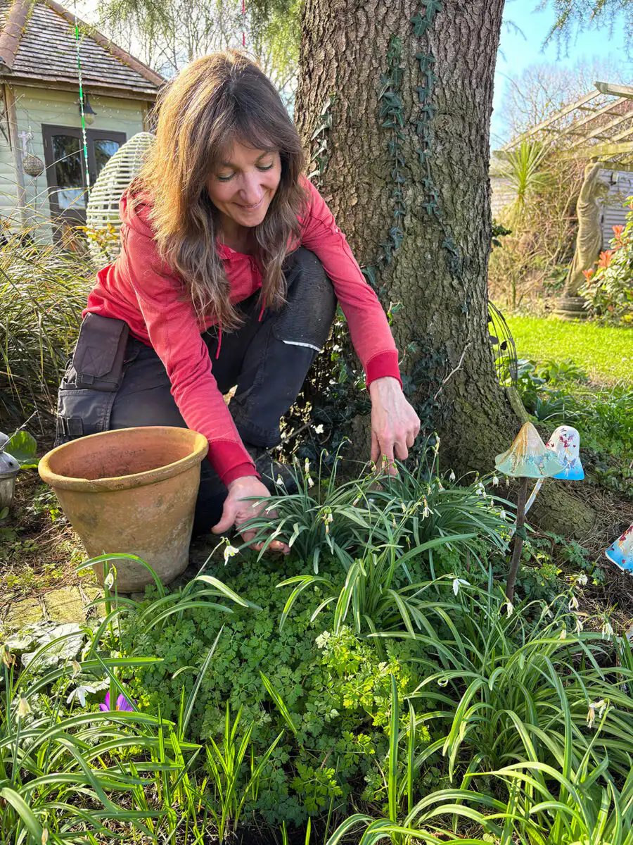 Divide snowdrops as the flowers fade.