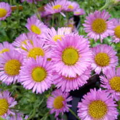 Erigeron Seabreeze