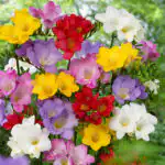 Freesias Mixed scented_visi64838_640px Super Scented Mixed Freesias