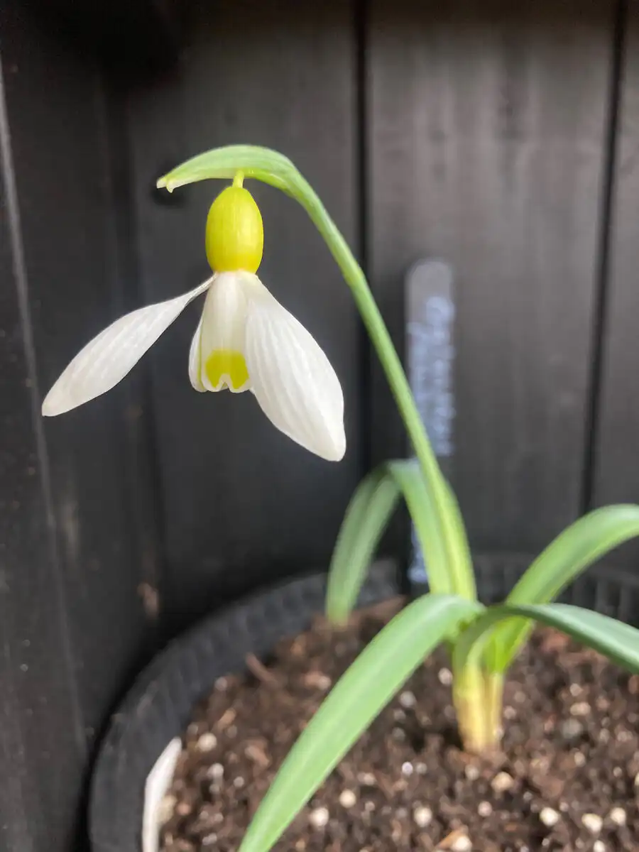 Galanthus plicatus at Yeo Valley Organic Garden.