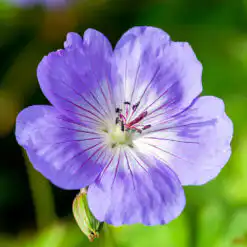 Geranium Rozanne