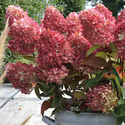 Hydrangea paniculata Redlight