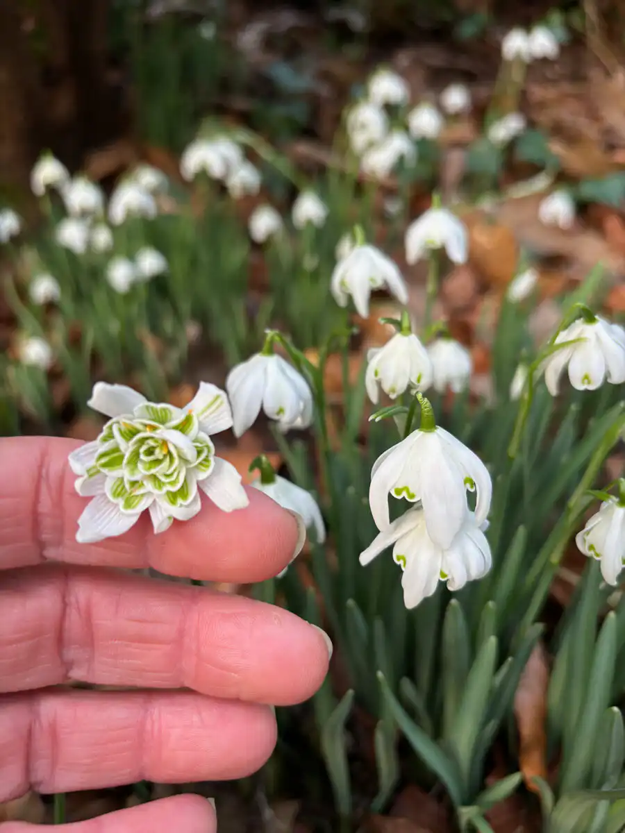 Lift up snowdrop heads to look at them properly.