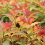 Spiraea Double Play Doozie