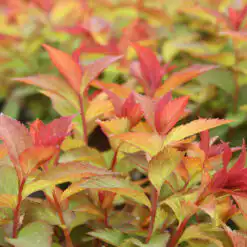 Spiraea Double Play Doozie