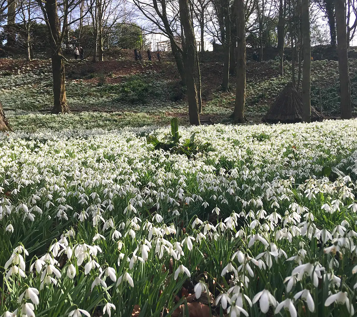 Snowdrops at Painswick Rococco Garden.