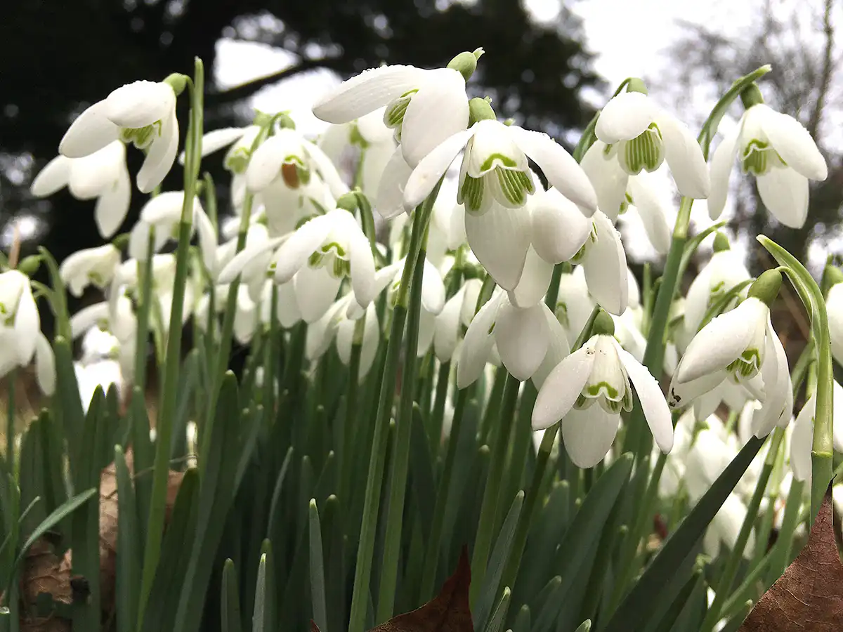 Take time to look at snowdrops