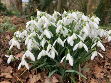 Woodland snowdrop clump at Yeo Valley Organic Garden