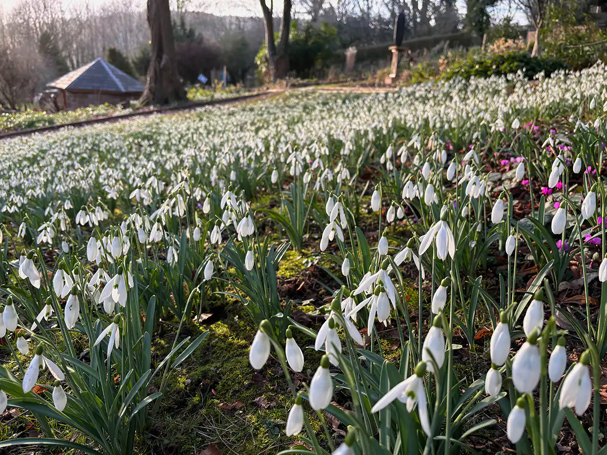 Snowdrops at Wye Valley Sculpture Garden.