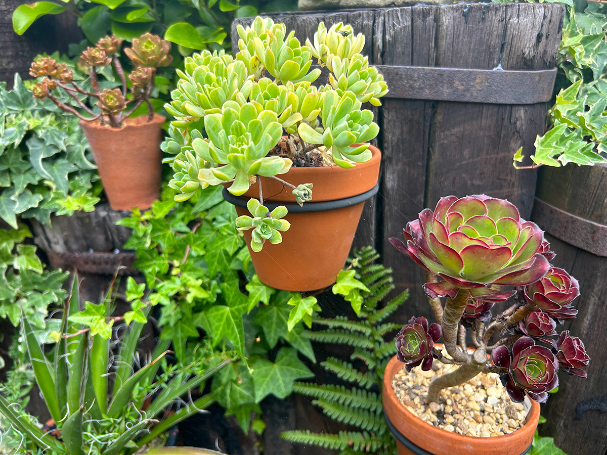 aeoniums