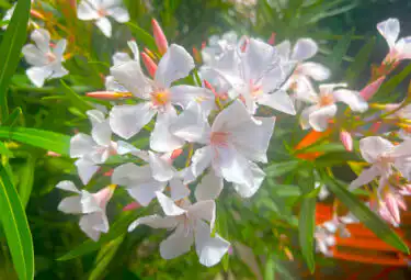 oleander