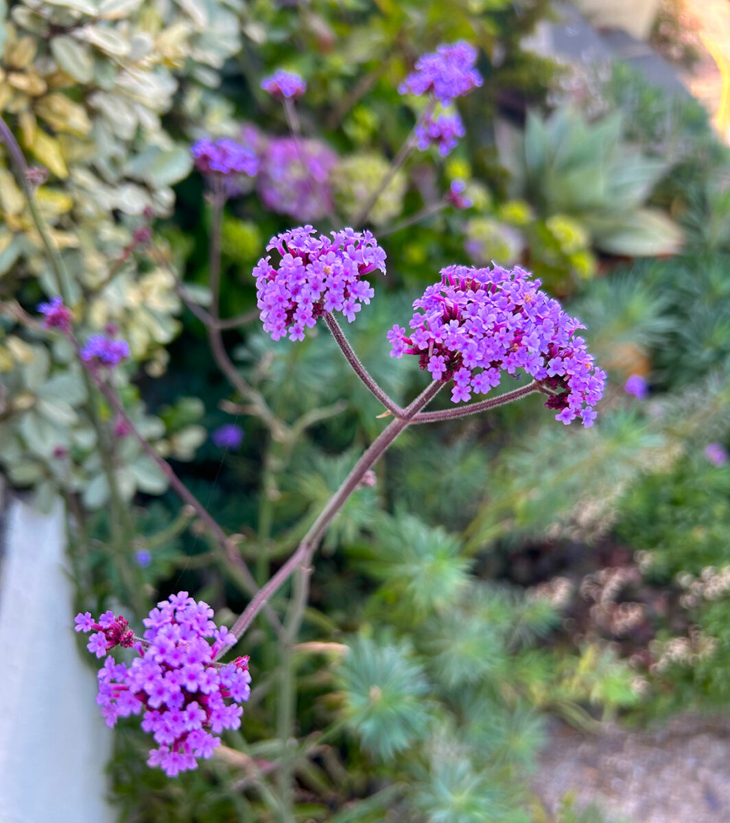 verbena bonariensis
