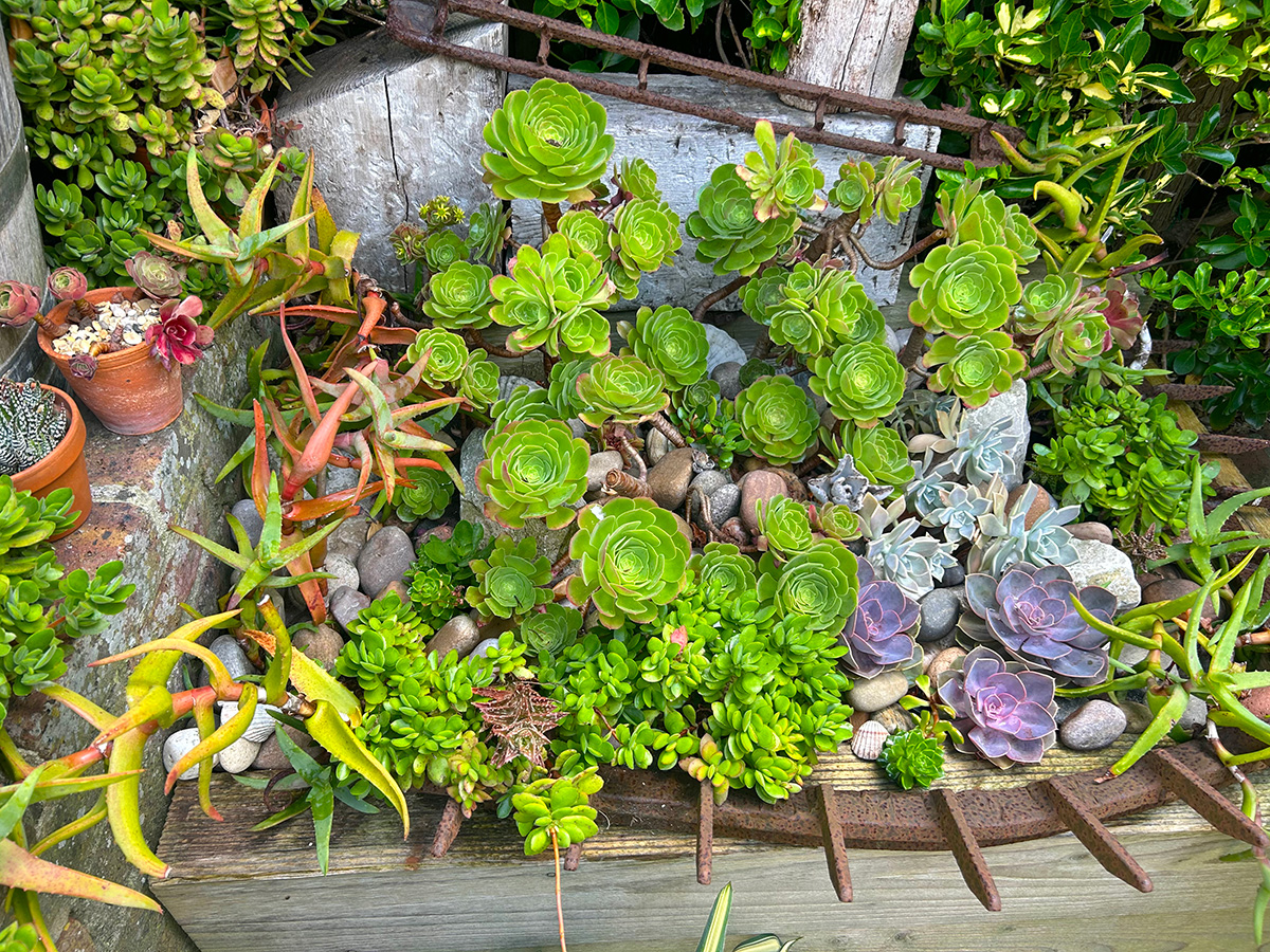 wow factor display of succulents