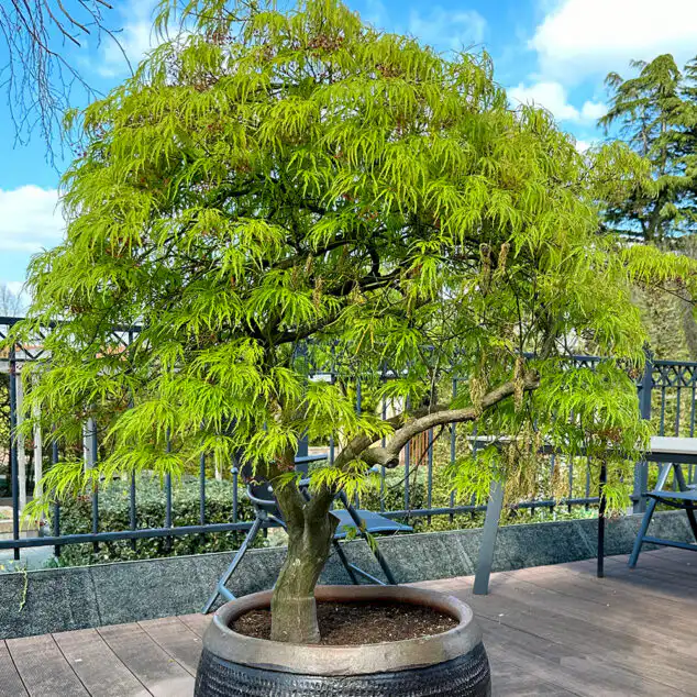 Acer dissectum_Adobe_595115073_1000px