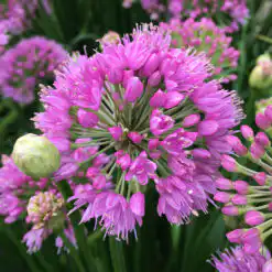 Allium Millenium