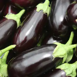 Aubergine Black Beauty