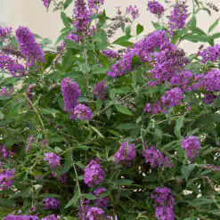 Buddleja Summer Lounge Purple Lion