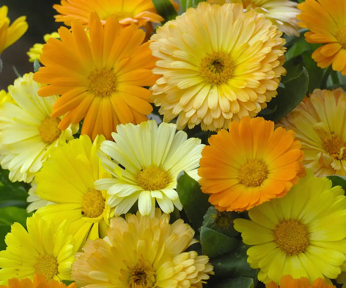 Calendula Fruit Twist