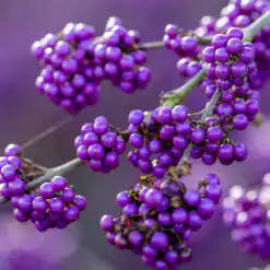 Callicarpa bodinieri Profusion