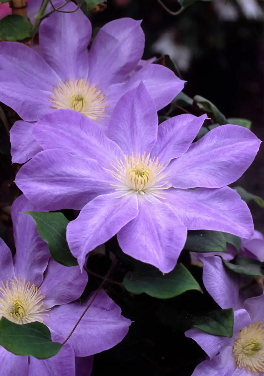 Clematis 'Diana's Delight'.