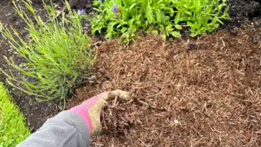 Debi mulching garden border