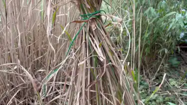 How to prune ornamental grasses