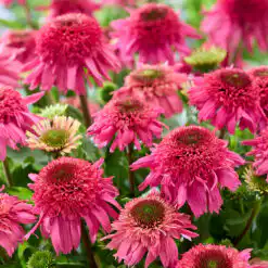 Echinacea Delicious Strawberry