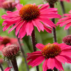 Echinacea Sunseeker Hot Pink