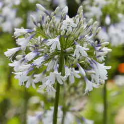 Agapanthus Fireworks