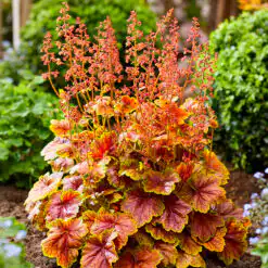 Heuchera Eternal Flame