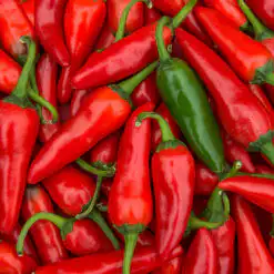 Chilli Pepper Jalapeno