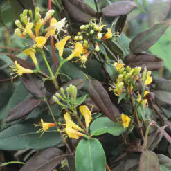 Lonicera Copper Beauty