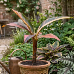 musa nono variegated pink banana