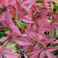 Nandina Gulf Stream