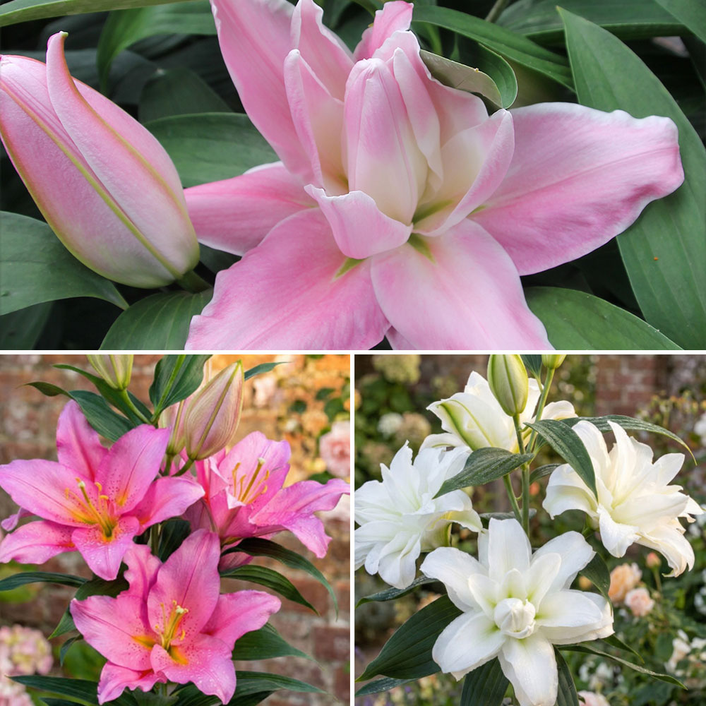 LILY 〜Free fashion Scented Pollen Free Lily Collection - Richard Jackson Garden