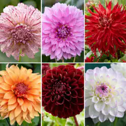 Grower's Choice Dahlia Collection