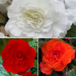 Dazzling Double Begonia Collection