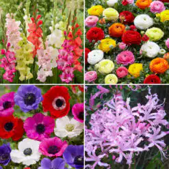 Bumper Summer Cut Flowers Collection