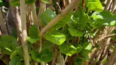 DH VT still for pruning and deadheading hydrangeas